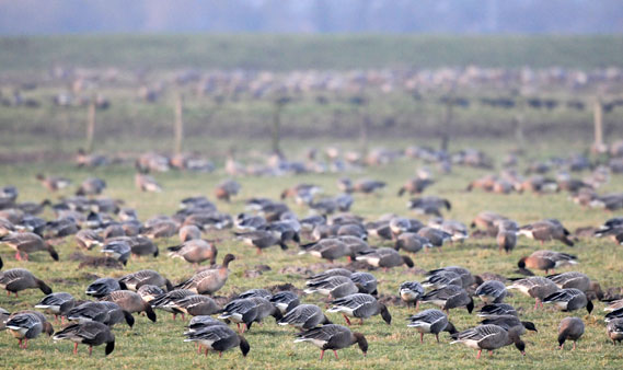 Pink-footed Geese in a field somewhere in north west Lancashire