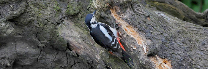 Female - lacking the red patch on the hindcrown