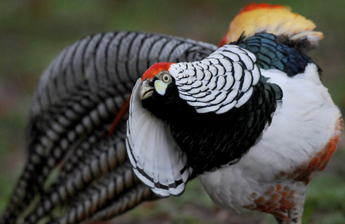 Lady Amherst's Pheasant