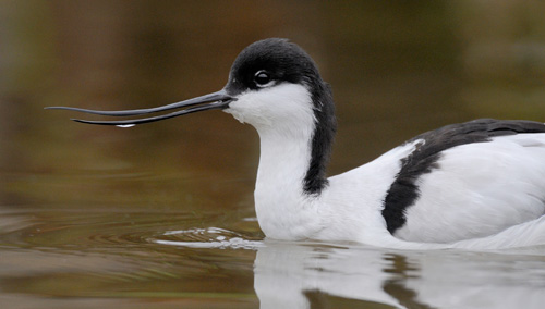 Avocet