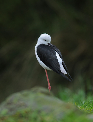 Black-winged Stilt