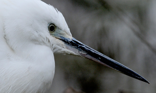 Little Egret - cb