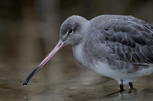 Black-tailed Godwit - cb