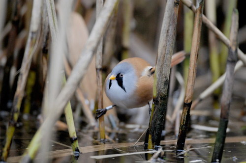 Bearded Tit - cb