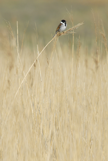 timcollier-cat1-reedbunting-web