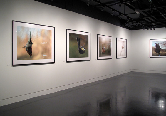 Birds - Jill Coles, Animalism - National Media Museum