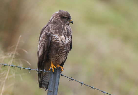 buzzard