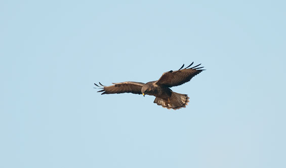 buzzard2