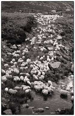 Sheep being driven off the mountain and over a waterfall