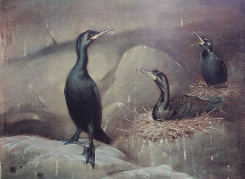 Painting by A. W. Seaby of the Shag