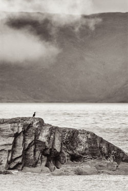 Shag in context with its habitat, rough weather, rocks and sea