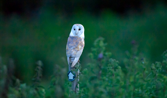 Barn Owl sitting on post at 10pm in the evening with the camera set to 10,000 ISO