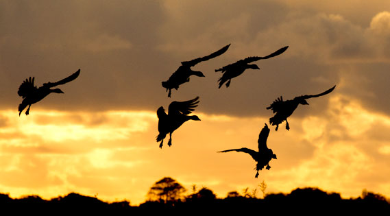 Pink footed geese against a sunset sky