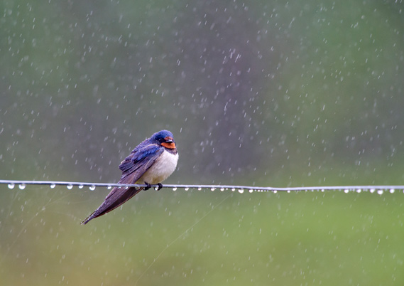 Swallow sitting on a wire in the pouring rain